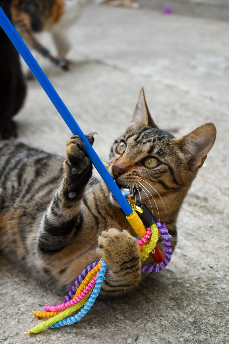 uspetfood's tweet image. Do your cats seem bored? Consider introducing new toys or cat scratchers to help keep your cat active and engaged. If you already have several toys, try hiding some and rotating what toys are available to your cats each week. #NationalCatHealthMonth

petfoodinstitute.org/keeping-pets-a…