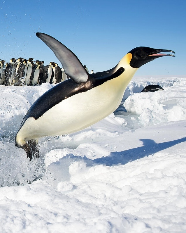 PensSquared's tweet image. ITS FINALLY GAME DAY
and its day #87 of the pittsburgh penguins as penguins which means its the one, the only, SIDNEY CROSBY - 🐧