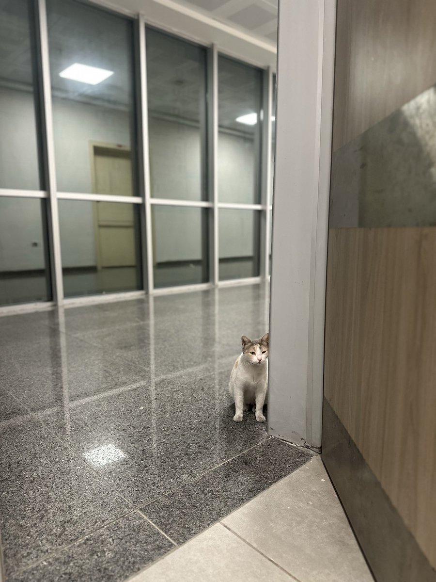 Kapıdaki misafir 🐅🐯