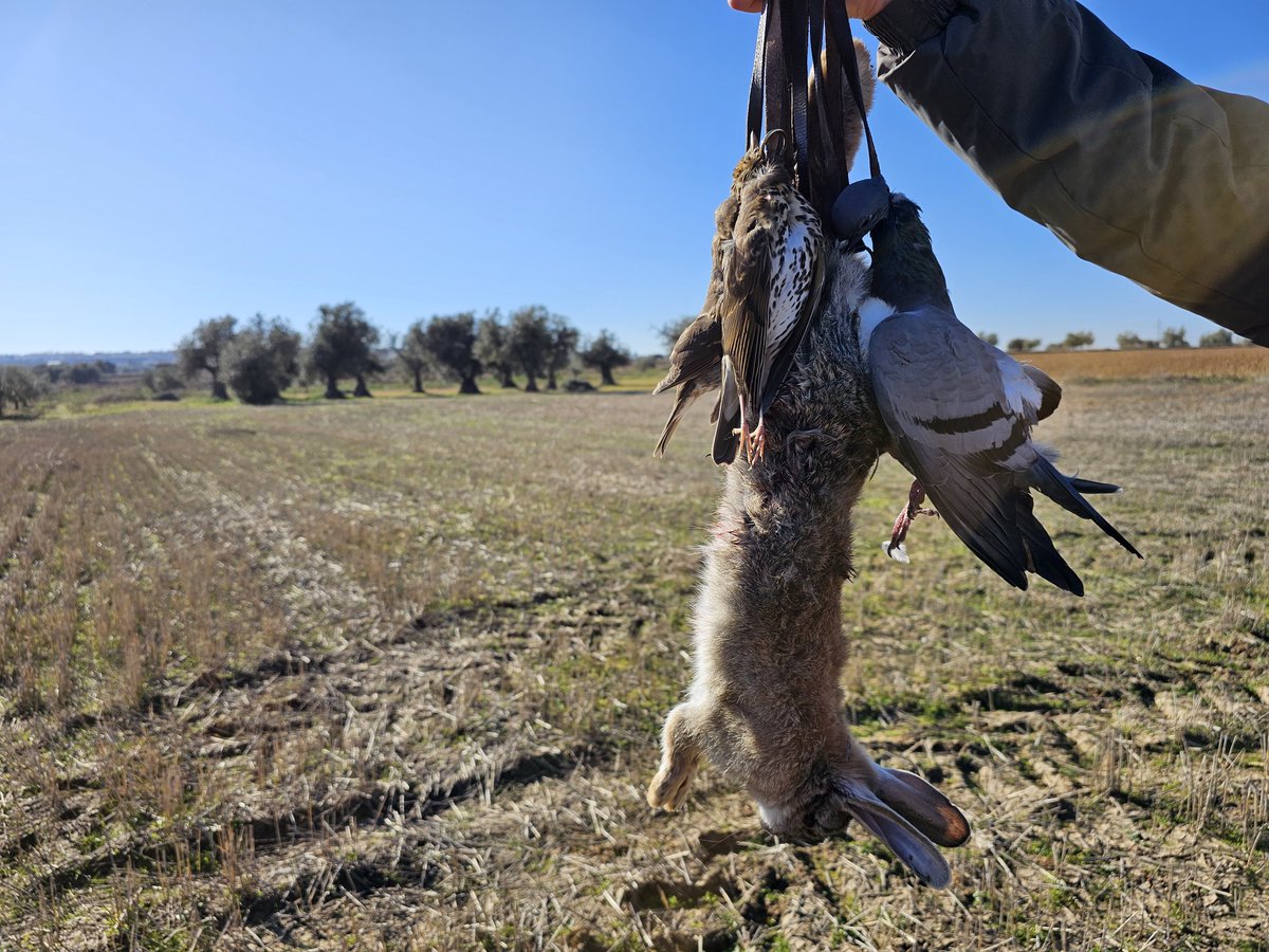 PERCHAS VARIADAS A FINAL DE TEMPORADA🐇🐕💥

#cazaesp #cazamenorconperro #cazamenor #cazadeconejos