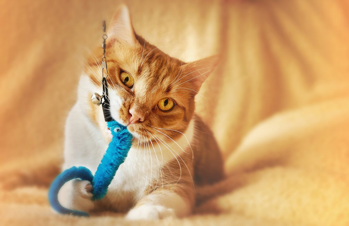 uspetfood's tweet image. Do your cats seem bored? Consider introducing new toys or cat scratchers to help keep your cat active and engaged. If you already have several toys, try hiding some and rotating what toys are available to your cats each week. #NationalCatHealthMonth

petfoodinstitute.org/keeping-pets-a…