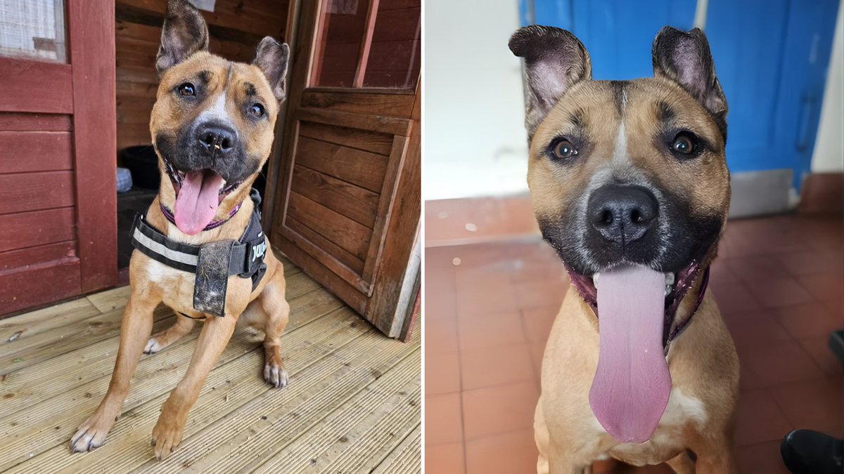 RSPCA_official's tweet image. Bonnie was abandoned in a back garden, shivering and lying in snow at 9 months old💔 

She's come such a long way, but is now @RSPCAlancseast's longest staying resident.

If you have a calm, understanding home, make 2026 the year Bonnie finally goes home: bit.ly/4jXNYoB