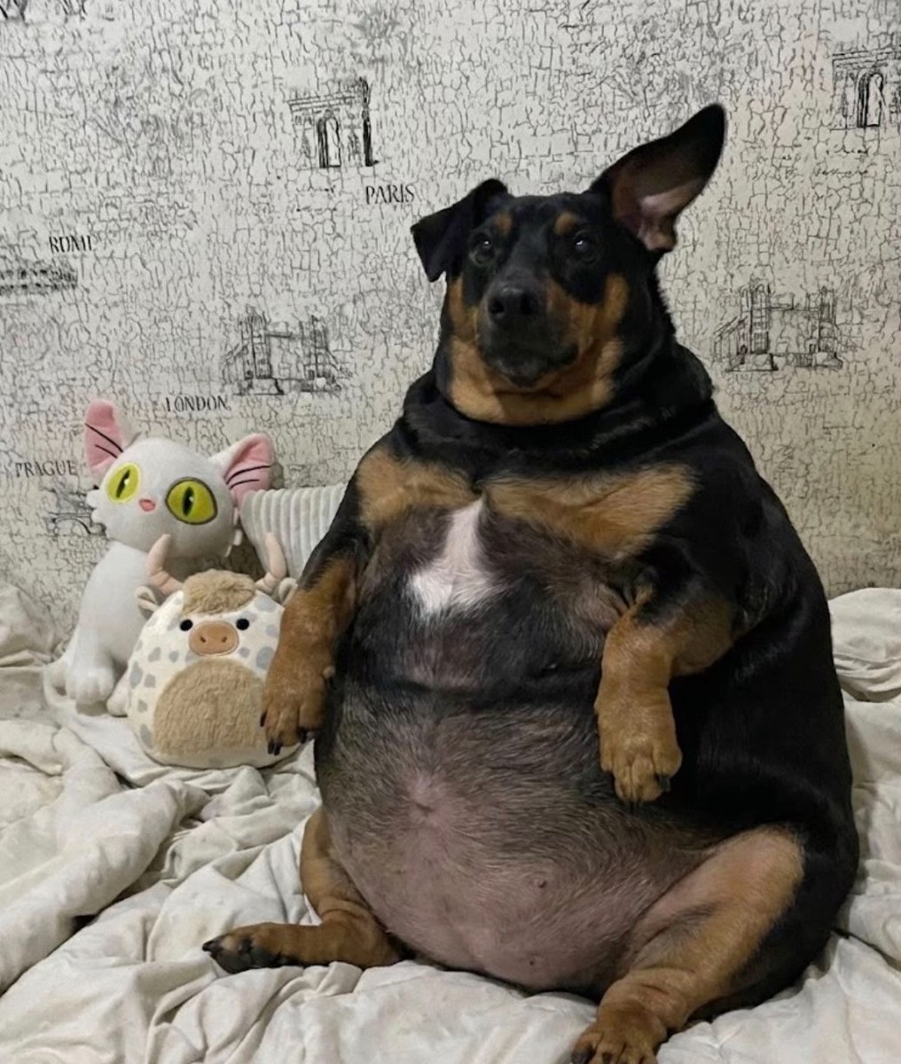 HealthyDogGuide's tweet image. 