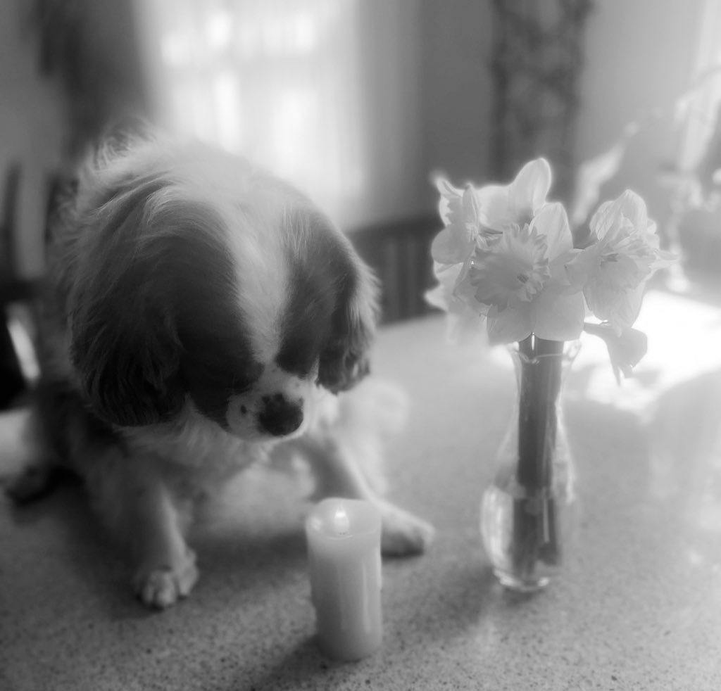 Fly high beautiful Clara and find your brother and frens over da rainbow bridge. Me will help light your way. #RememberingClara m