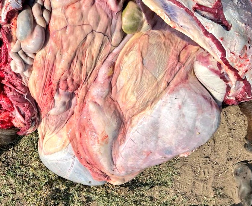 SDVE - INTA Balcarce tweet media