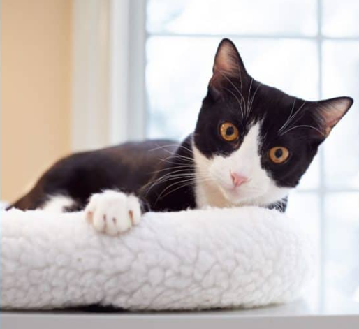 Hollywood Dogs tweet media