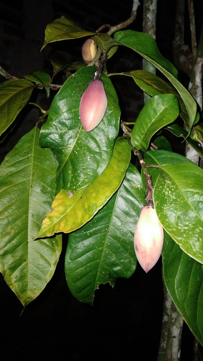 Red cempaka flower 😊🎉