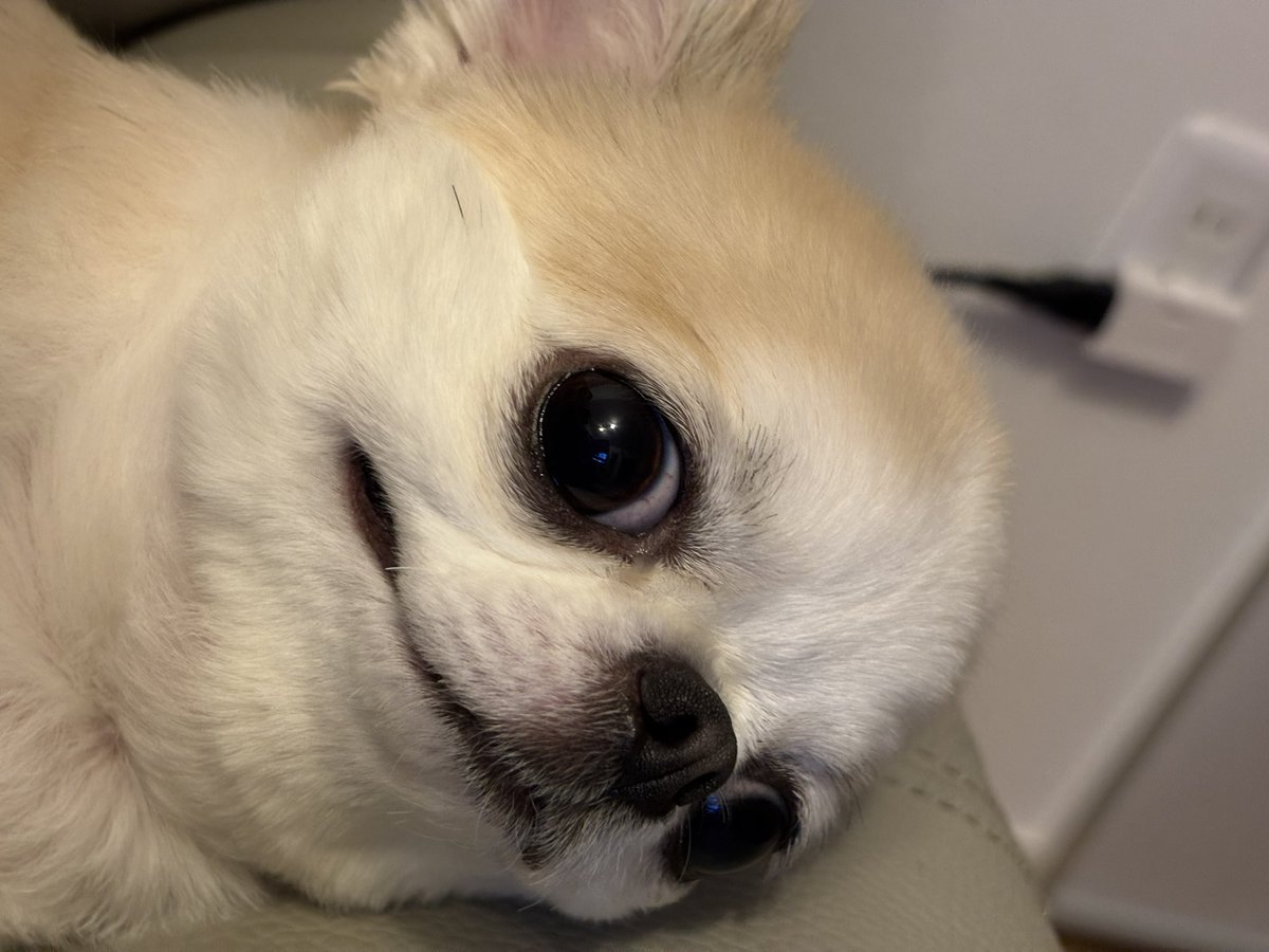 うめ(犬)親管理 (@chihuahua_ume) / Posts / X