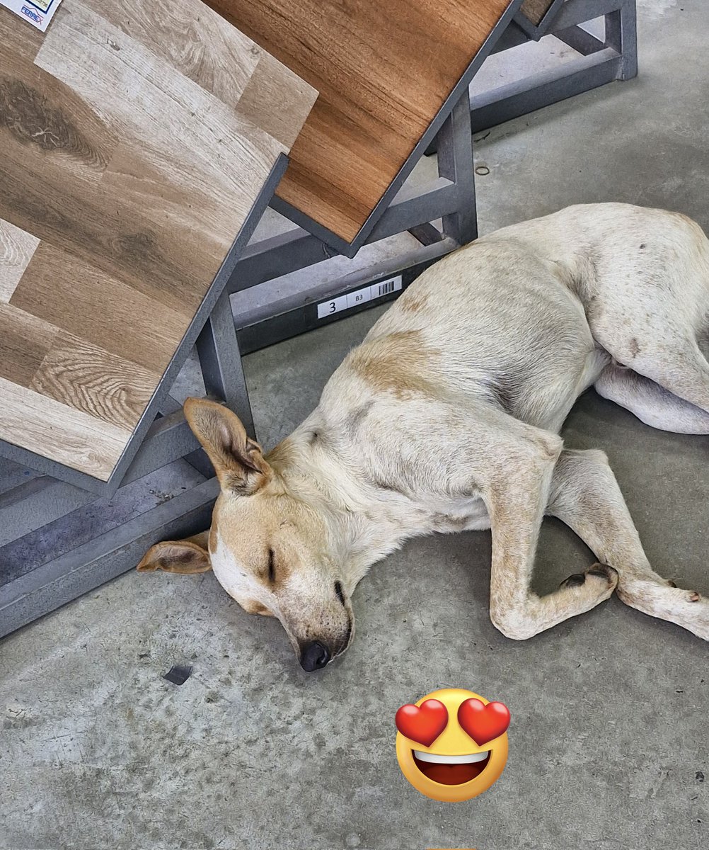 - Comercios que den techo y aire acondicionado a perritos 👍🏻💗🐶

- Locales que NO den techo y aire acondicionado a perritos 👎🏻😡🚫 (canceled)