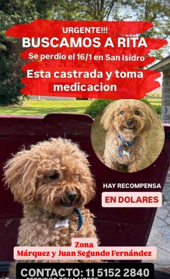 Está familia está desesperada x encontrar a su perrita perdida en san isidro ,les pido todos los Rt que puedan  pls !!!!