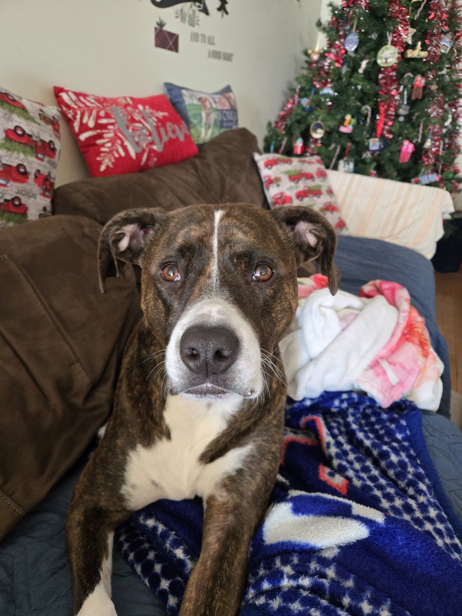 Kobe needs your help! He's in 14th place and needs you to vote him into the top 10. Today is the day for votes. Please click the link and vote! americasfavpet.com/2026/kobe-fcf2