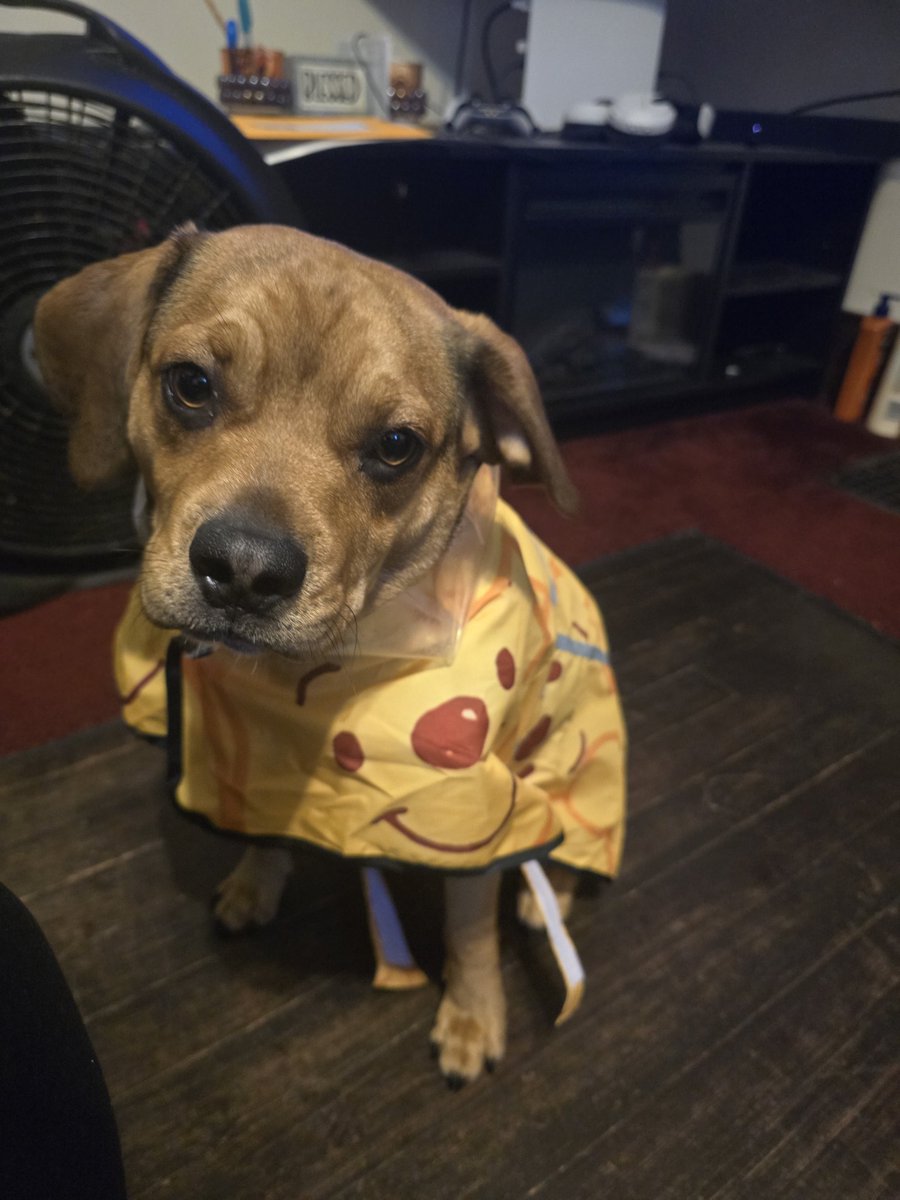 quniverse tweet media