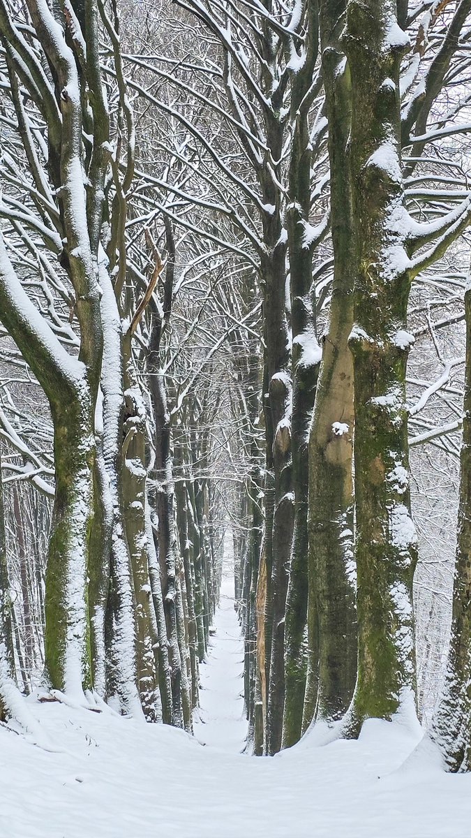 marcelbar8's tweet photo. Maakte vandaag 'n schitterende wandeling over de #Veluwezoom tussen #Dieren en #Velp. Het is een NS-wandeling van 15 km die ik rond de #Posbank nog wat heb uitgebreid. Onderweg zogeheten #Koningswegen: fraaie kaarsrechte beukenlanen. Absoluut een aanrader, zeker met deze #sneeuw. https://t.co/oluv1AA6ZD
