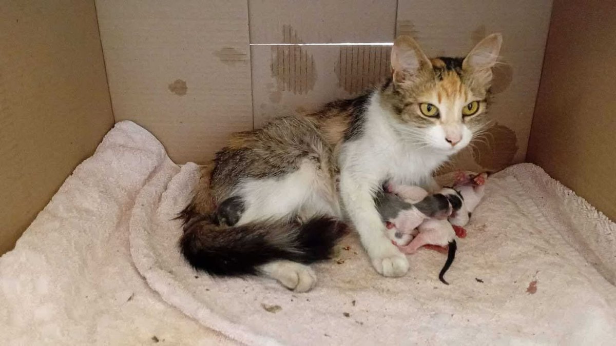 URGENTE TRANSITO PARA MAMA CON BEBES EN VILLA DOMINICO!
Pario ayer, es muy docil, el entorno esta lleno de gatos, peligroso para los bebes. Los trasladan.
Contacto 14178-8241
#TransitoParaGataMadre