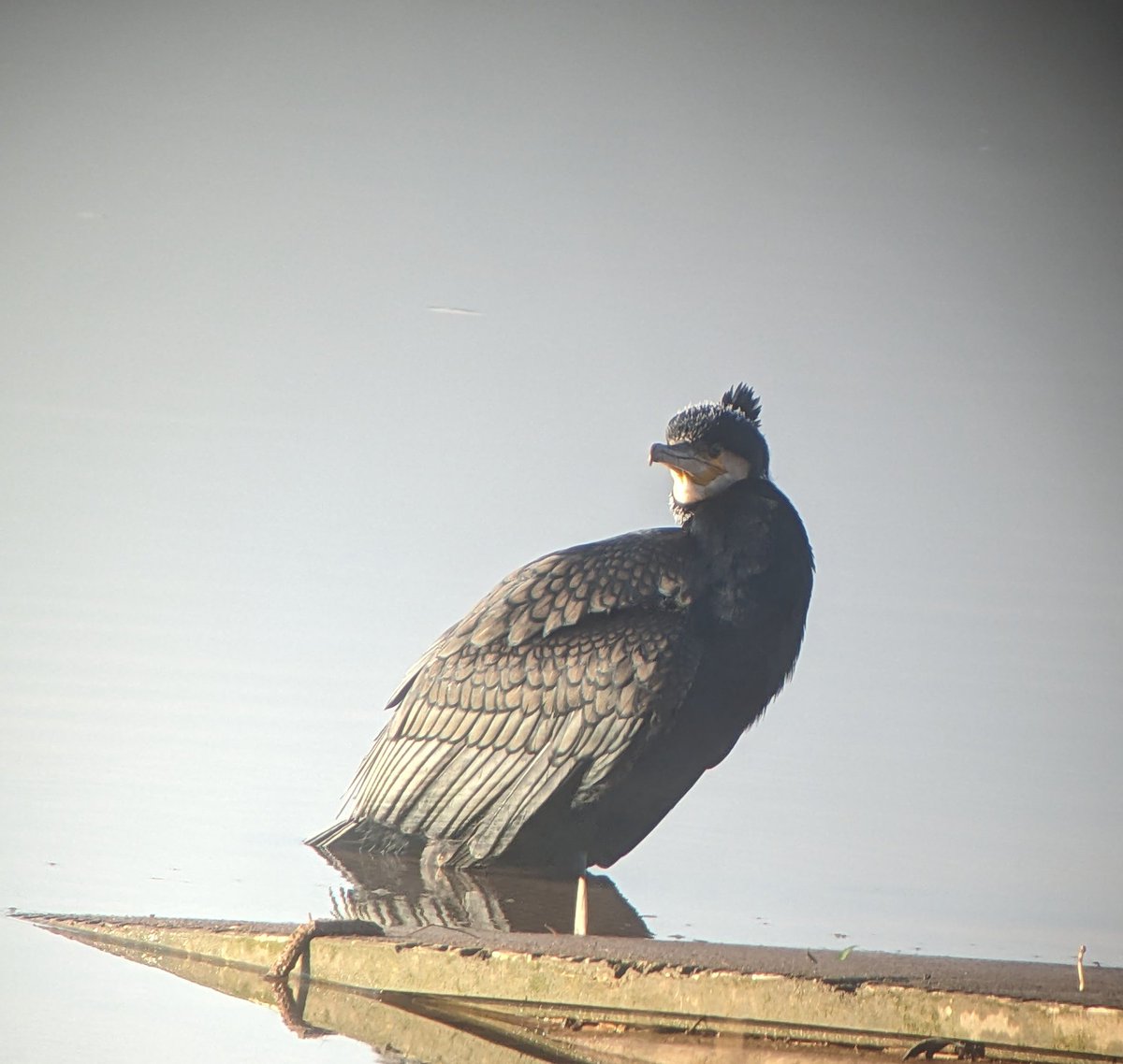 Leon Rice tweet media