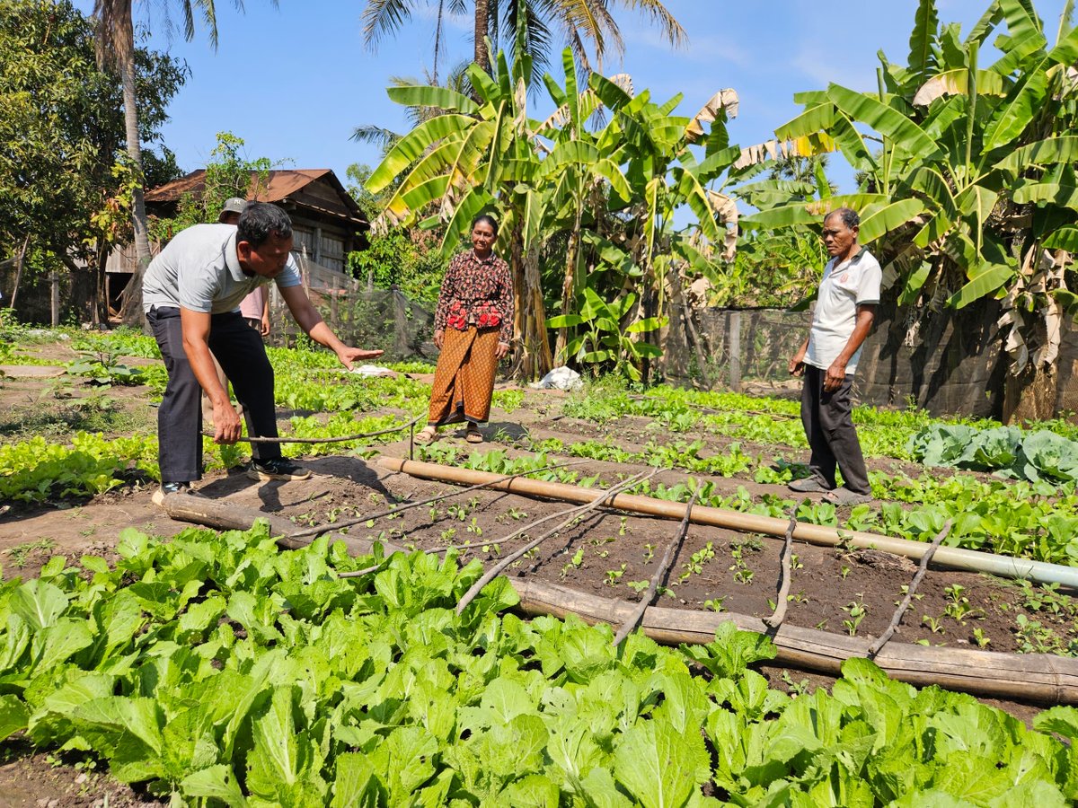 herorats's tweet photo. Minefields to Ricefields links mine action with livelihoods in Cambodia. After renewed border conflict disrupted rice harvests, the project adapted with vegetable production, supporting income & nutrition. Made possible by the UKโs @FCDOGovUK ๐ฌ๐ง๐ฐ๐ญ
#APOPO #SDG17 #Demining #MADIB https://t.co/RfpLTFEfBu
