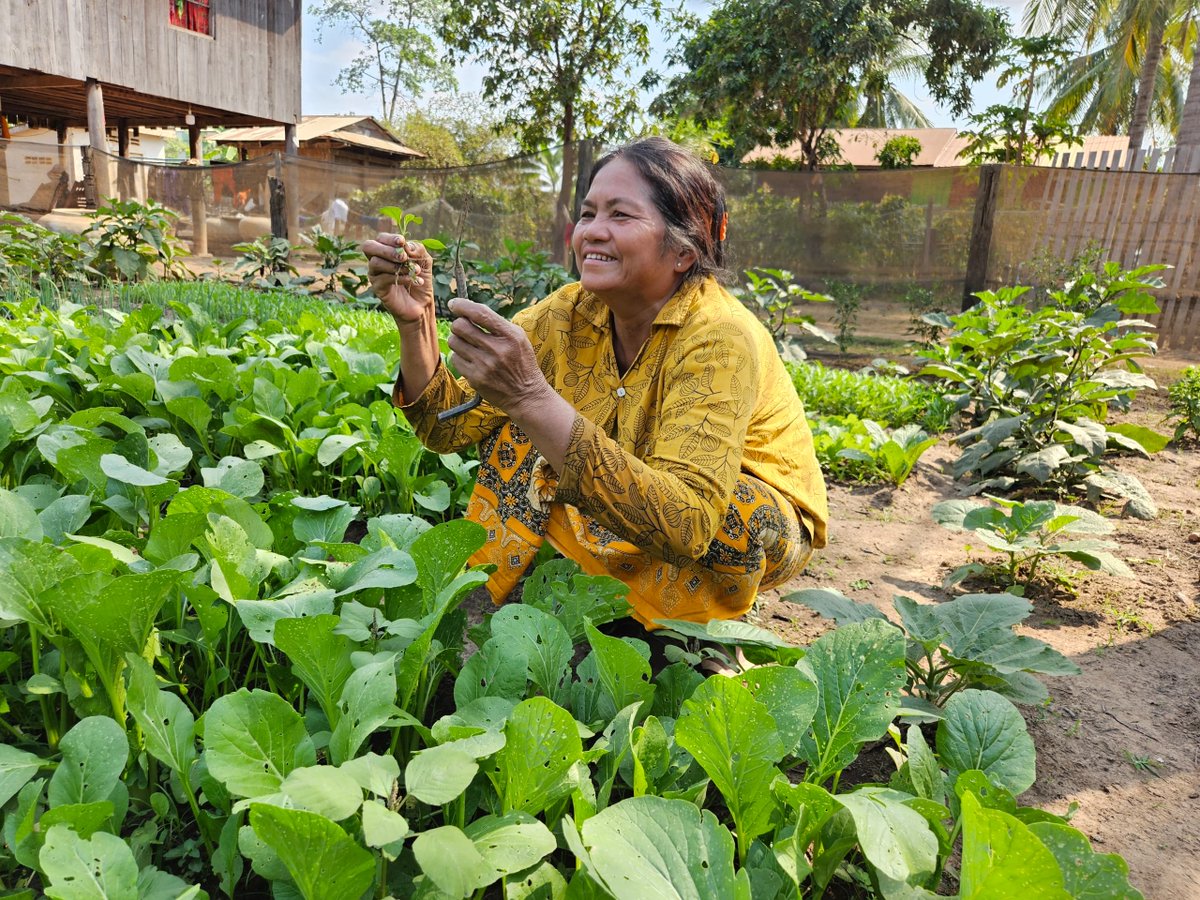 herorats's tweet photo. Minefields to Ricefields links mine action with livelihoods in Cambodia. After renewed border conflict disrupted rice harvests, the project adapted with vegetable production, supporting income & nutrition. Made possible by the UKโs @FCDOGovUK ๐ฌ๐ง๐ฐ๐ญ
#APOPO #SDG17 #Demining #MADIB https://t.co/RfpLTFEfBu