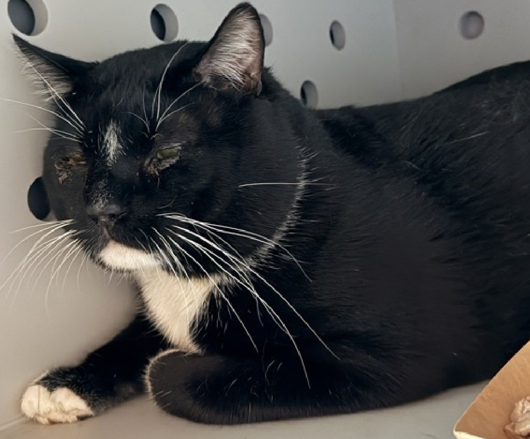 JLthekid9999's tweet photo. ππ OREO (ID 244560), 6 YO, MALE β IN QUEENS ACC - came into the shelter as an aco - owner surrender on 12/29/2025, with the surrender reason stated as animal behavior - aggressive towards people. ππ πΏ πΏ πΏ πΏ
β‘οΈTBD 2/1/26
β‘οΈ NEW HOPE PARTNER RESCUE ONLY
β‘οΈ TOO LOW ON PLEDGES TO STIMULATE RESCUE INTEREST
β‘οΈππ 11TH Chance on Emergency Placement List β 11 TIMES IS ALMOST UNPRECEDENTED β AND SHELTER AT CAPACITY - ALL HANDS ON DECK - NOW IS THE TIME TO ACT/HELP OREO- HIGHEST EU/SILENT KILL RISK- VERY LIKELY LAST CALLππ π±π₯π₯π±
β‘οΈ 32 DAYS IN SHELTER β TOO LONG β TIME IS RUNNING OUT
β‘οΈ OREO IS ON THE EPL FOR BEHAVIORAL REASONS - He is not thriving in the care center and continues to display distance-increasing behavior when approached for interactions. He has not warmed up despite staff using treats to build a positive association. This designation often means that the cat will be given very little time for rescue/foster/adoption. π₯π₯π₯π₯
Oreo was lying on his perch as the assessor approached, body and face tense with his ears forward and his tail wrapped tightly around his body. Oreo made eye contact when spoken to and he squinted his eyes and flattened his ears as the kennel door opened. Oreo tolerated petting along his head and back with the assess-a-hand while growling and backing away slowly. Pick up was not attempted at this time to reduce stress. ππΏππΏππΏ
NEEDS OUT OF SHELTER ASAP β
Please RT or pledge, if you can, to save this little one.
@AdamsPaulGrimke
ππΏπThank you