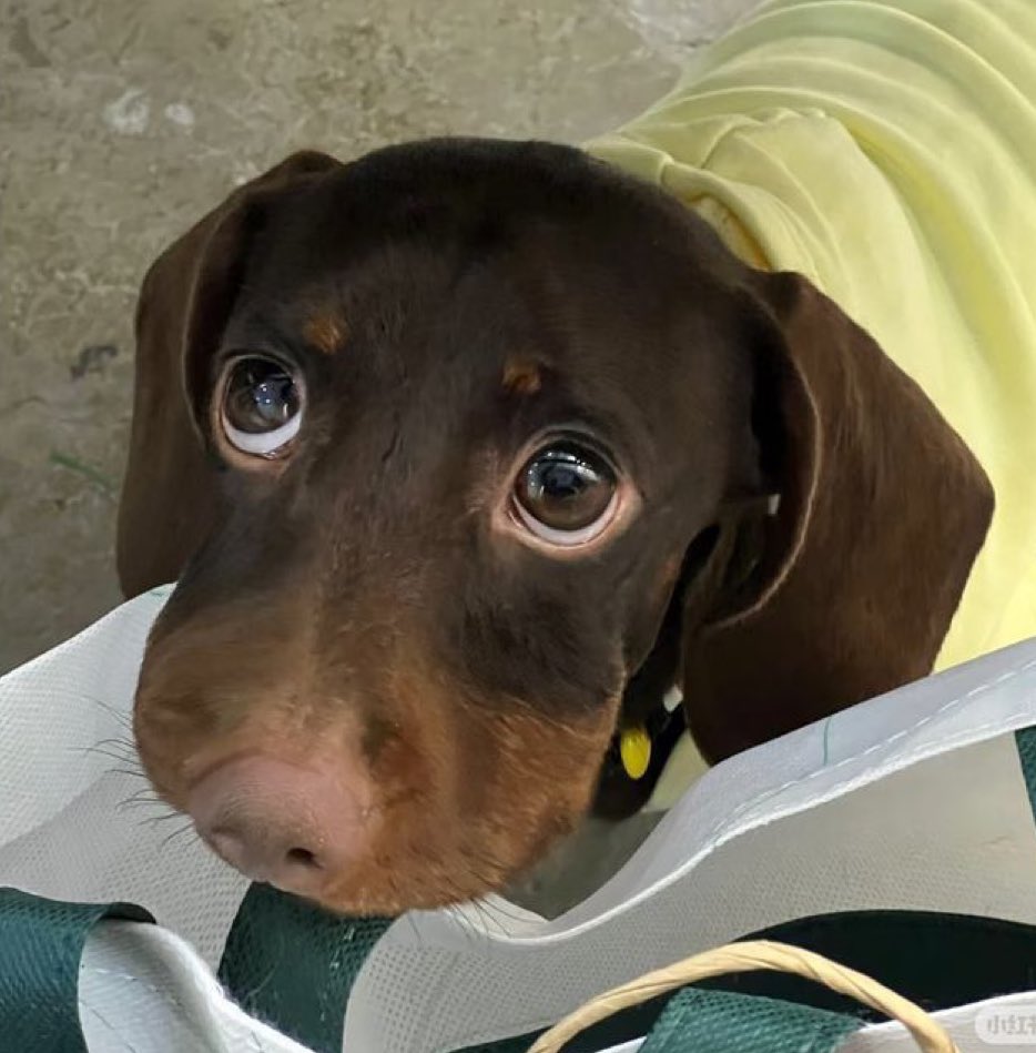 jeonisminee's tweet image. Puppykoo