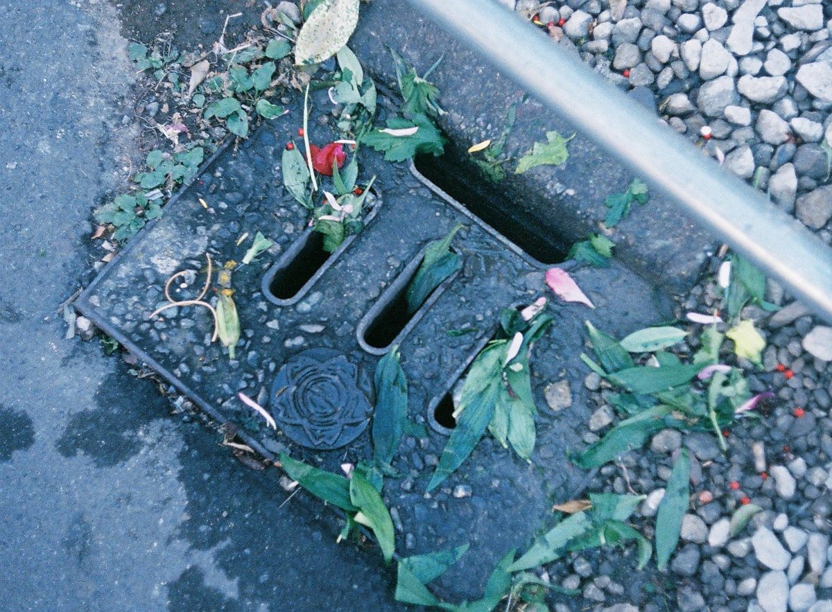 椰子 (@yashikinoko) on Twitter photo 