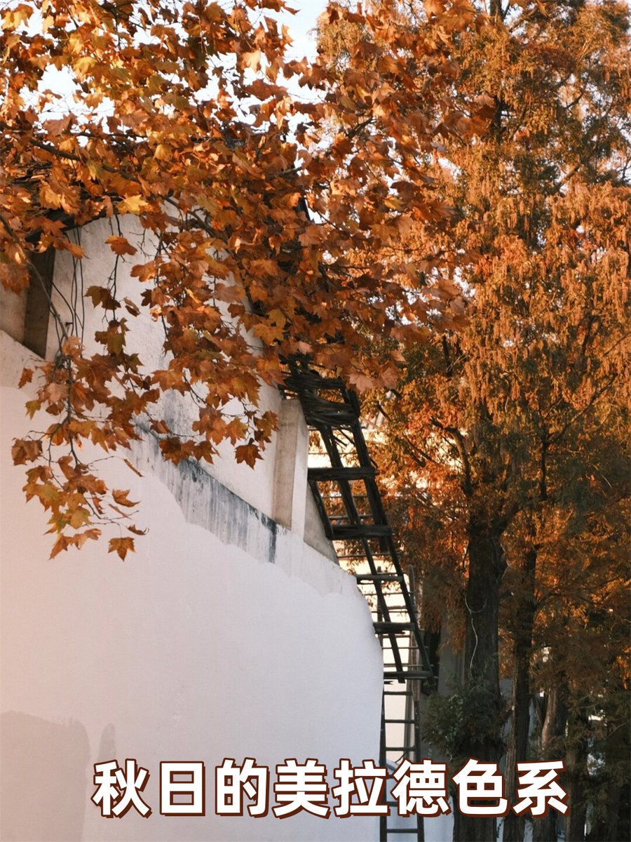 h6wv64HnAT60523's tweet image. Autumn breeze, golden leaves, a perfect day for a walk with coffee in hand  #FallVibes