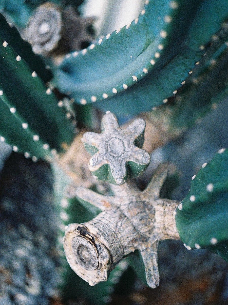 椰子 (@yashikinoko) on Twitter photo 