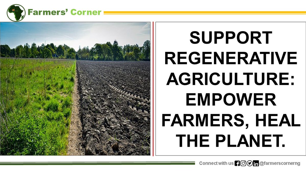 Regenerative agriculture = resilient farmers + healthier planet! Support farmers by sharing resources, connecting them to markets and advocating for climate-smart policies. Choose regenerative products and invest in a sustainable future! #RegenerativeAgriculture #FarmersCornerNG