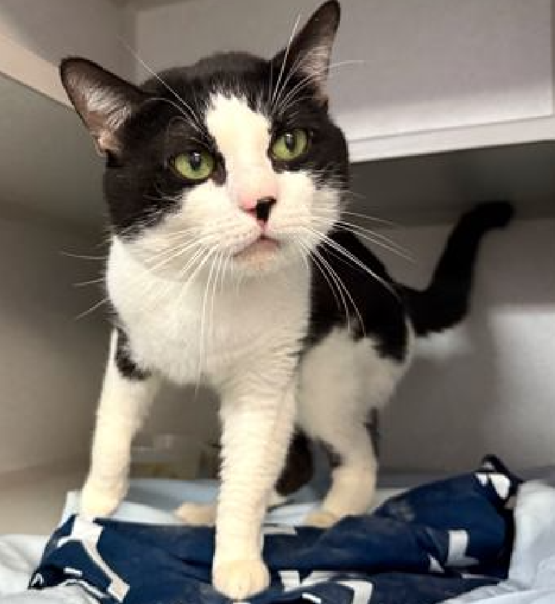 JLthekid9999's tweet photo. ππ JACOB B (ID 241774), 2 YO, MALE β IN MANHATTAN ACC - came into the shelter as a stray on 11/15/2025. ππ πΏ πΏ πΏ πΏ
ππ REMOVED FROM EPL EARLIER THIS MONTH TO DOH HOLD AND MOVED BACK TO EPL ON 1/15/26π₯π±π₯π±ππ
β‘οΈTBD 2/1/26
β‘οΈ NEW HOPE PARTNER RESCUE ONLY
β‘οΈ TOO LOW ON PLEDGES TO STIMULATE RESCUE INTEREST
β‘οΈππ 8TH Chance on Emergency Placement List β HIGHLY UNUSUAL AND SHELTER AT MAXIMUM CAPACITY- NOW IS THE TIME TO ACT/HELP JACOB B - HIGHEST EU/SILENT KILL RISKβππ π±π₯π₯π±
β‘οΈ 76 DAYS IN SHELTER β TOO LONG β TIME IS RUNNING OUT
β‘οΈ JACOB B IS ON THE EPL FOR BEHAVIORAL REASONS - He is not thriving in the care center and continues to display challenging behavior during interactions, and has a multiple bite/scratch history. He is extremely intelligent and high energy, and needs to expend energy constructively with interactive play sessions 3-4X/day. In addition to playtime, this cat would also benefit from mental exercise from activities such as puzzle toys/games, lick mats, or clicker training. This designation often means that the cat will be given very little time for rescue/foster/adoption. π₯π₯π₯π₯
What my friends at ACC say about me: My history is a mystery and my friends here do not know much about me yet! I will need appropriate toys and positive outlets for my energy. Cheek and chin scratches make me so happy! I would do best in a home with only adult humans. β€οΈ π»β€οΈ π»β€οΈ π»
NEEDS OUT OF SHELTER ASAP β
Please RT or pledge, if you can, to save this little one.
@AdamsPaulGrimke
ππΏπThank you