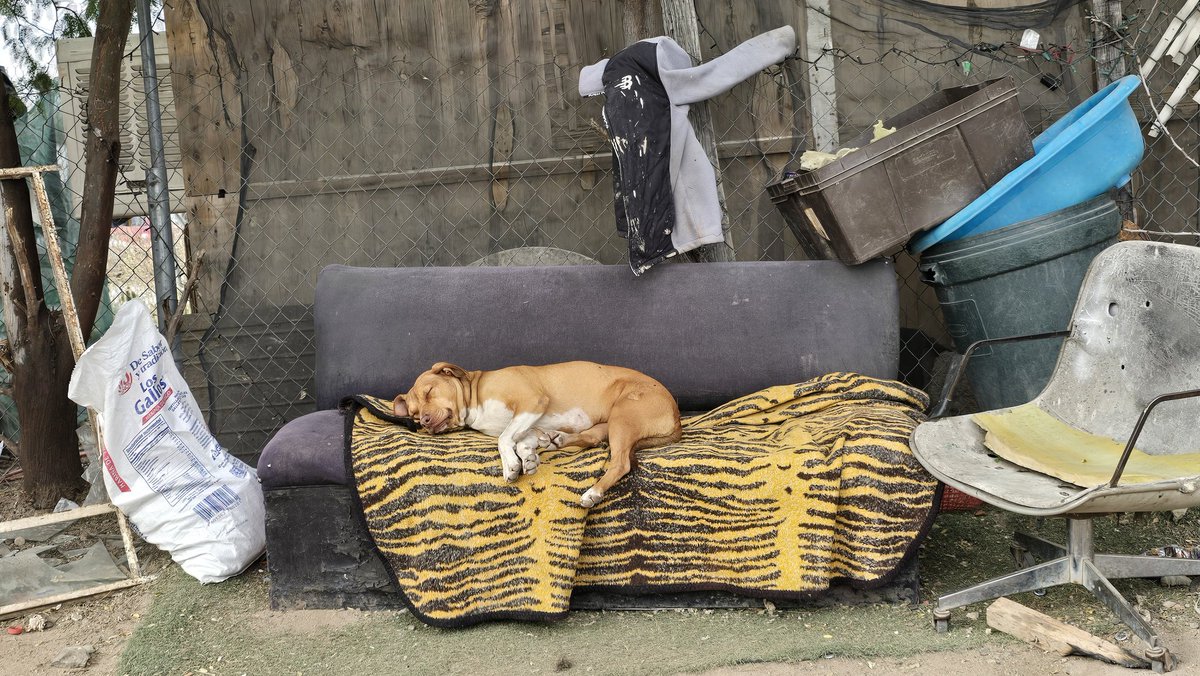 ¿Qué título le ponemos? <a href="/SoledadDurazo/">Soledad Durazo Barceló</a> <a href="/PatadePerroSon/">Fundación Pata de Perro AC</a>