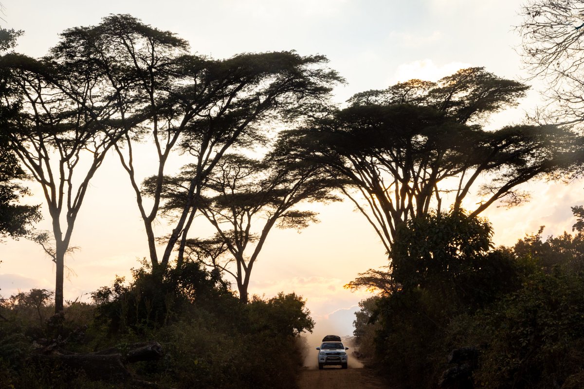adven_withcolby's tweet photo. Sunset slipping through Nyika national park trees,pure wilderness magic!

https://t.co/SpTrVgWbTm https://t.co/cYX0yPqZyg