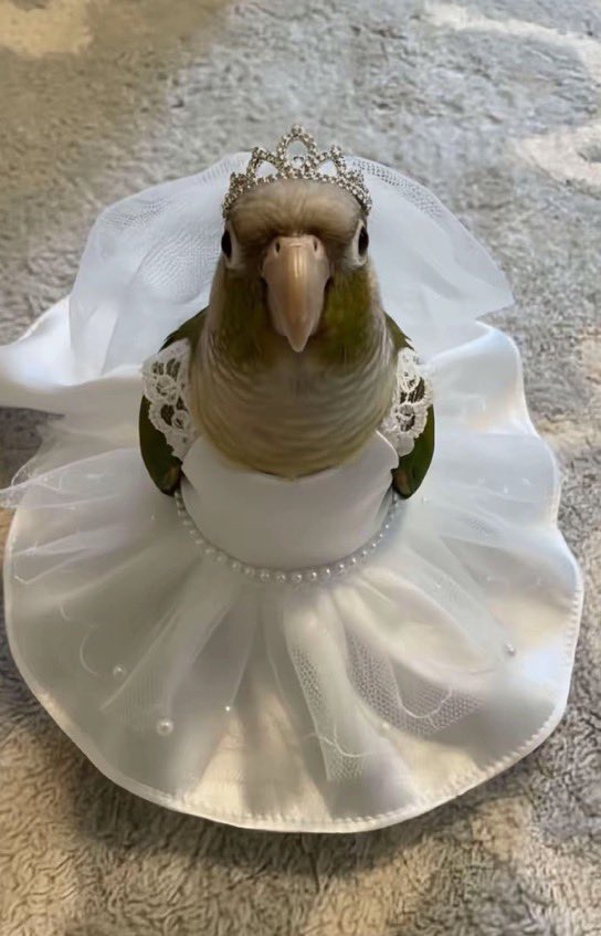 Out of Context Birds (@contextbirds) on Twitter photo 