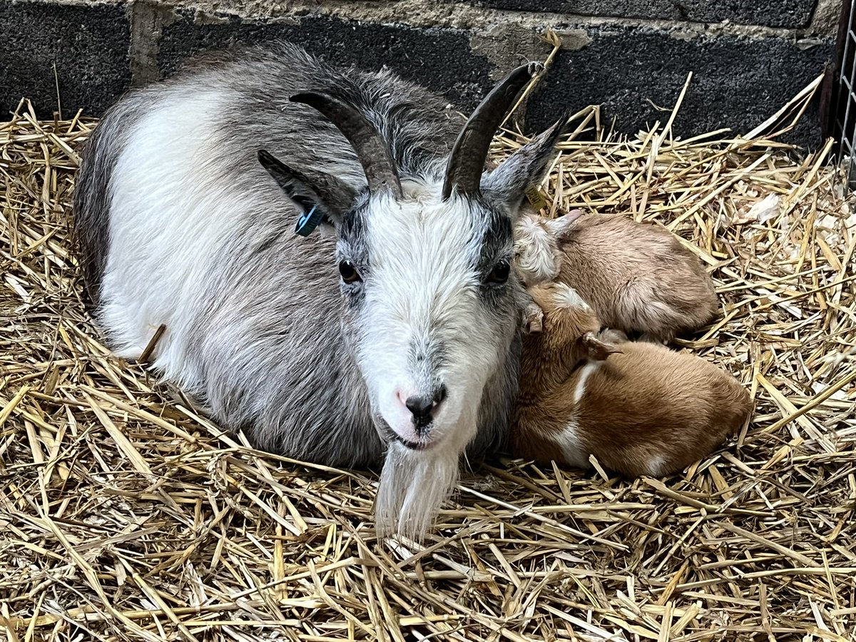 🐑 Farmer Dixon 🐐🐮🐓🐏🌿 tweet media