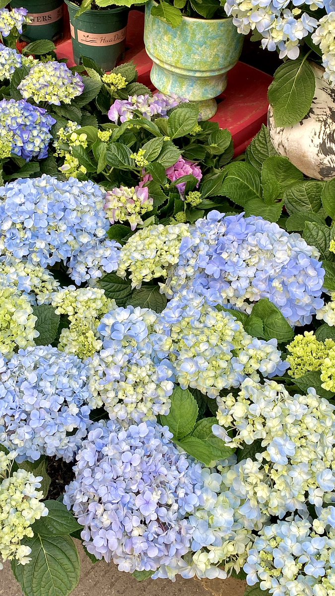 lintt61's tweet photo. 绵绵无尽夏 https://t.co/t7IqO9TfhQ