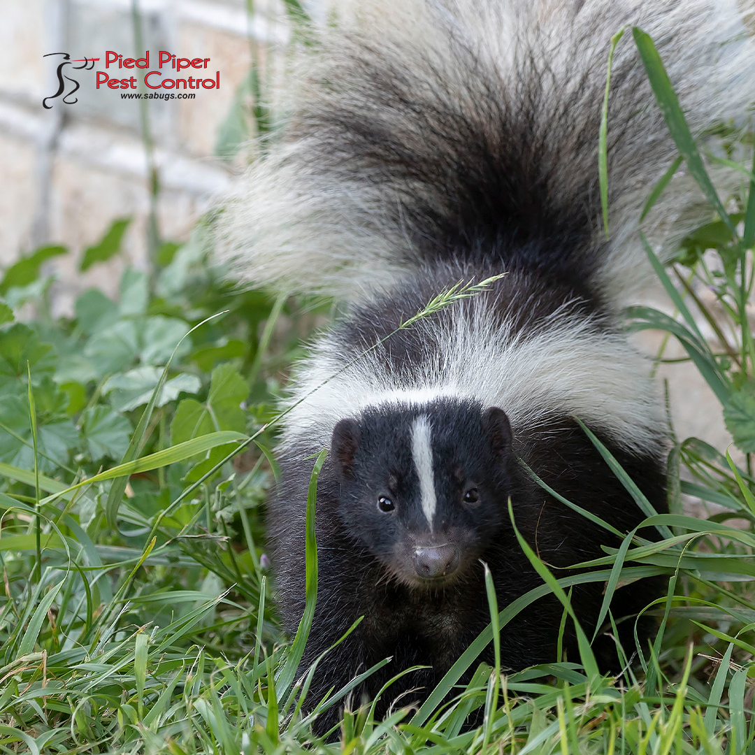 The first sign of a skunk problem on your property is usually when there is a foul smell.

Call us if you have a skunk that needs to be removed from your home or business. We can help you! (210) 702-2060

monkeylink.co/4e8966
#SaBugs #PiedPiperPestControl #SkunkRemovalService