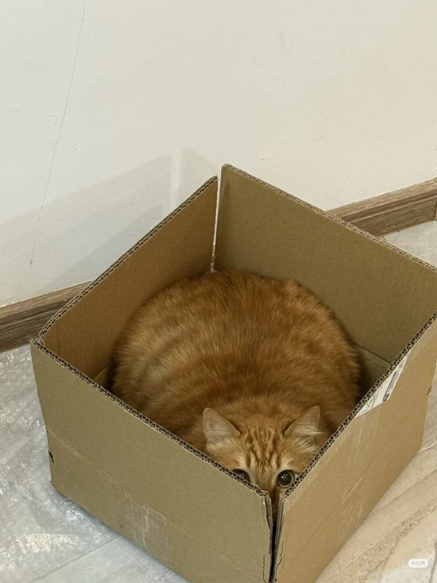 𝓬𝘰𝘶𝘱𝘦́. tweet media