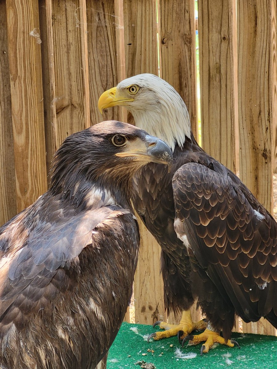 WBSSTL's tweet image. The release of Murphy's second foster eaglet is just 2 days away! Join us at facebook.com/events/1947464…

As part of Murphy's memorial celebration, we have some limited edition Murphy's Legacy merchandise available in our online store!  …ld-bird-sanctuary-shop.fourthwall.com/collections/mu…