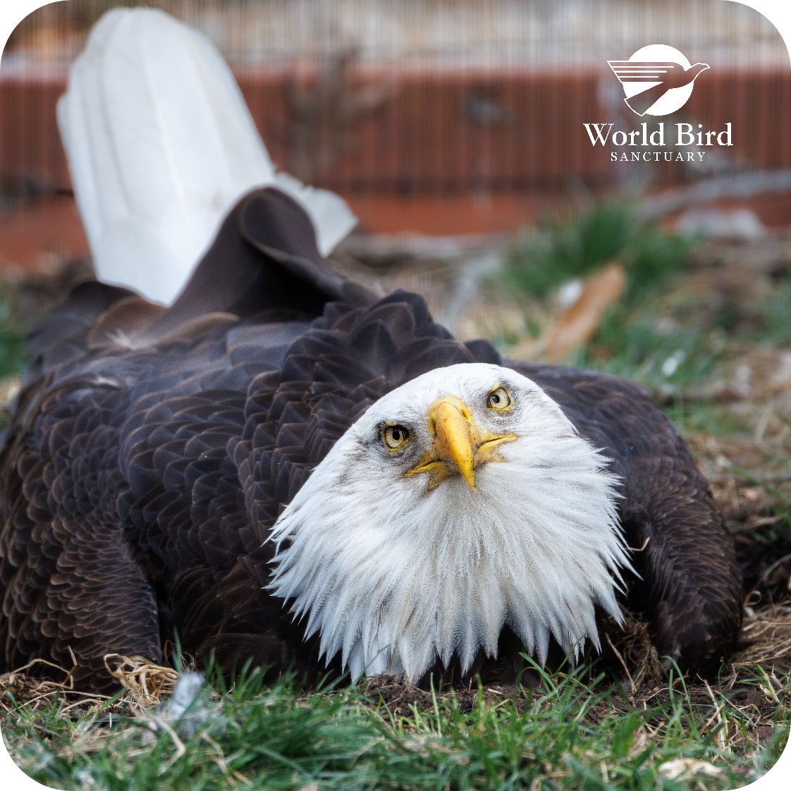 WBSSTL's tweet image. The release of Murphy's second foster eaglet is just 2 days away! Join us at facebook.com/events/1947464…

As part of Murphy's memorial celebration, we have some limited edition Murphy's Legacy merchandise available in our online store!  …ld-bird-sanctuary-shop.fourthwall.com/collections/mu…