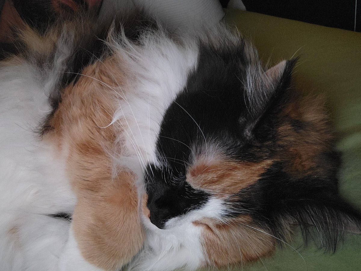 Koi: time for afternoom napp...😴