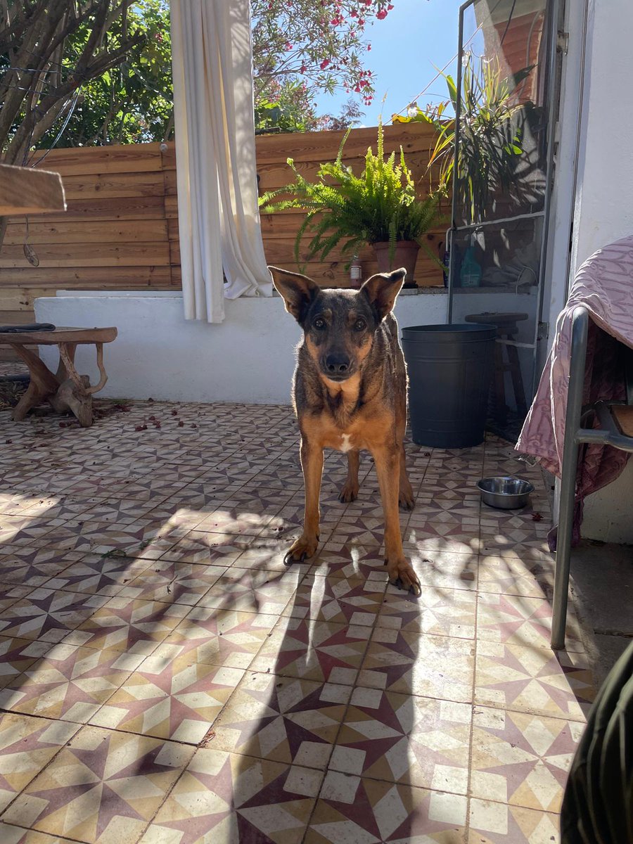 Arthur van Amerongen tweet media