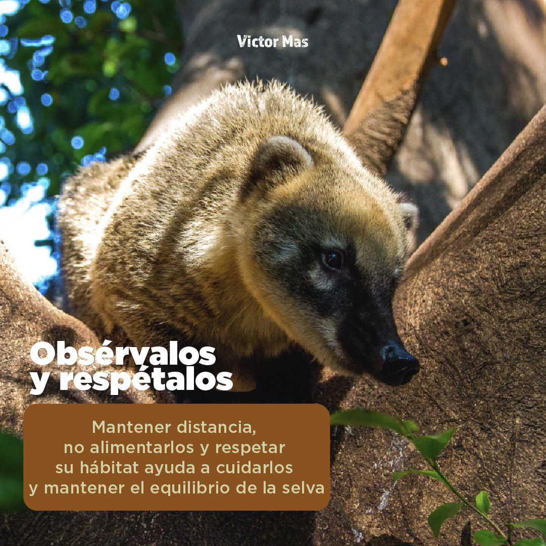 ¿Ustedes han visto a los coatíes? Estos forman parte de la fauna que habita nuestra selva y su presencia contribuye al equilibrio del ecosistema 🌎.

Observarlos a distancia, no alimentarlos ni interferir con su comportamiento, es una forma de cuidarlos y proteger su entorno 💚.