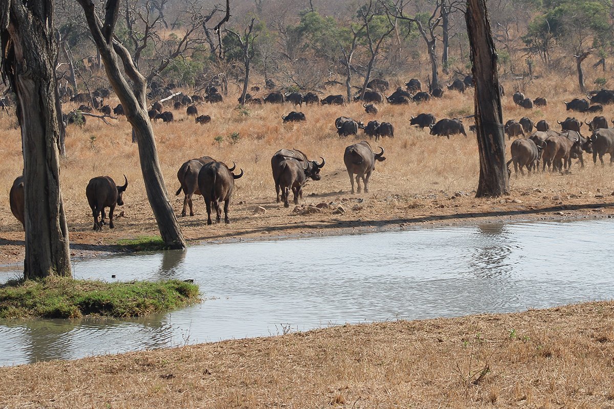 ShutterVista's tweet image. Massive buffalo herd walking across the reserve like a black tide — pure power in motion. 

#Photography #PhotoOfTheDay #NaturePhotography