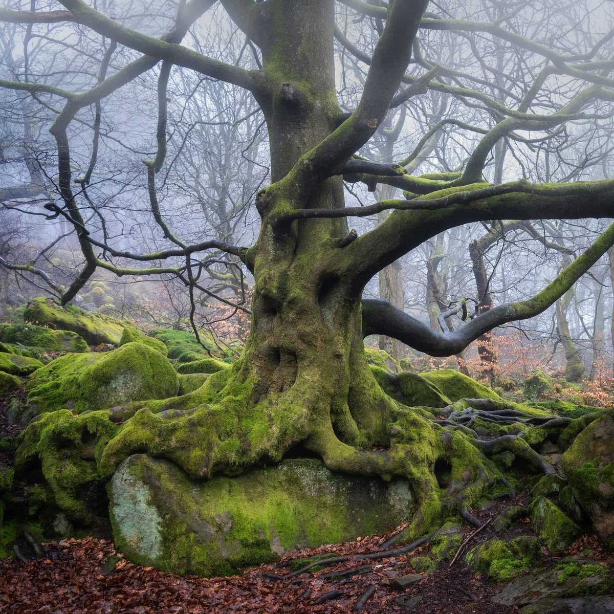 peaklass1's tweet photo. Sometimes you meet trees that undoubtedly must shake themselves, stretch their branches and move around the woods at night. This old beech has roots like tentacles, swarming across the mossy rocks, not to tether it to the earth but to propel it around when my back is turned. https://t.co/WaaKOI9XjW