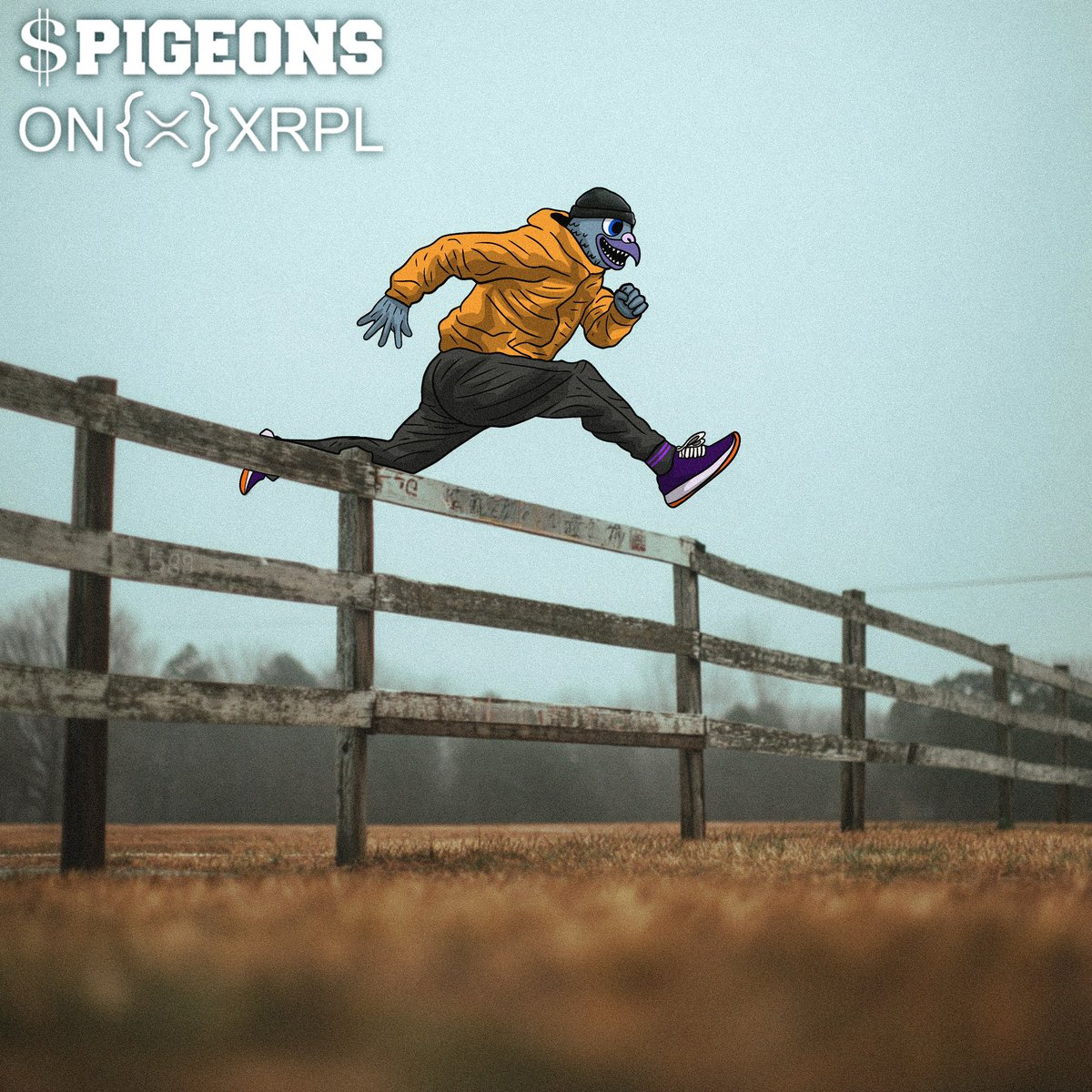 pigeons tweet media