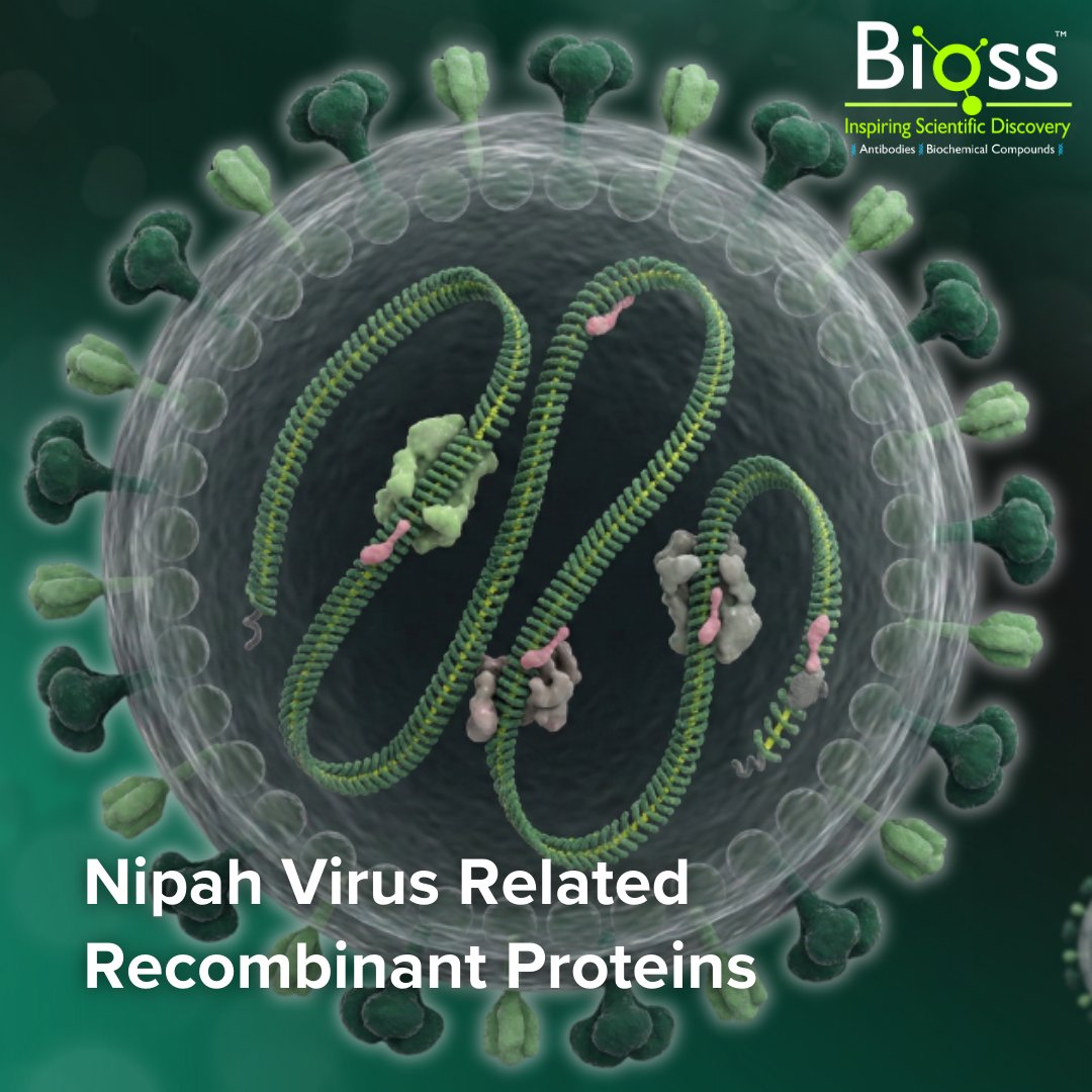 Bioss Antibodies tweet media