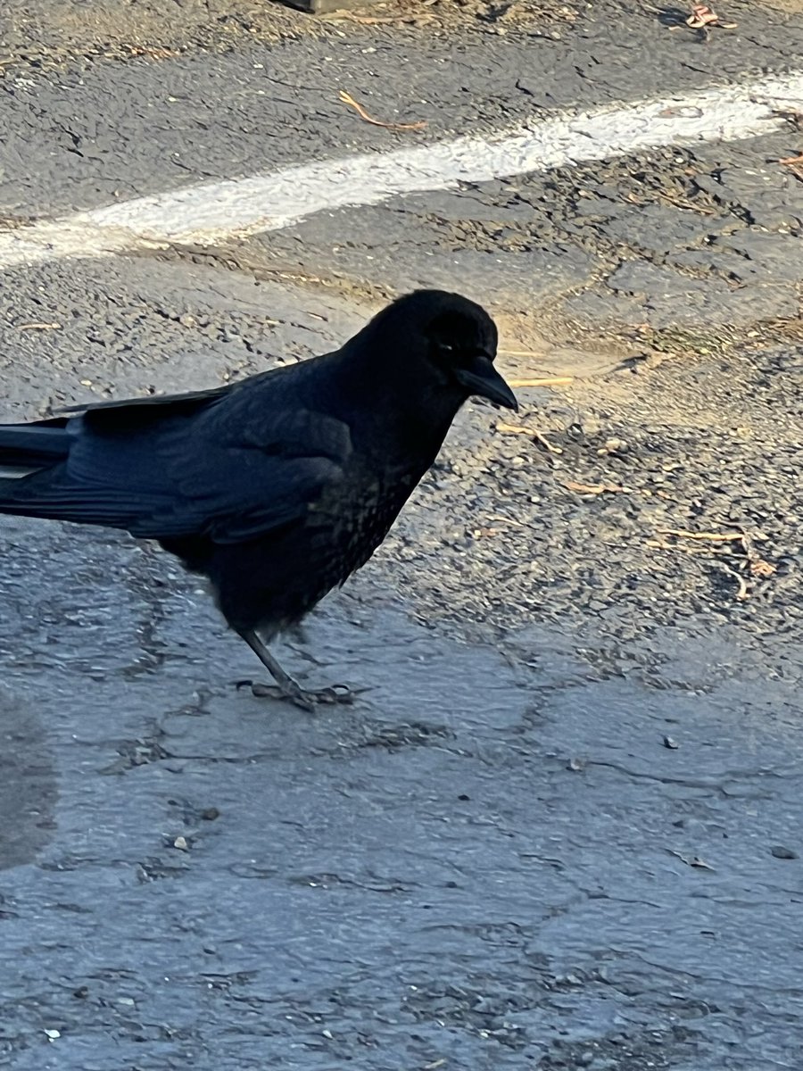 Alfred the Crow tweet media