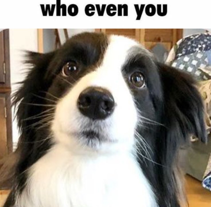 beck 🐾 tweet media