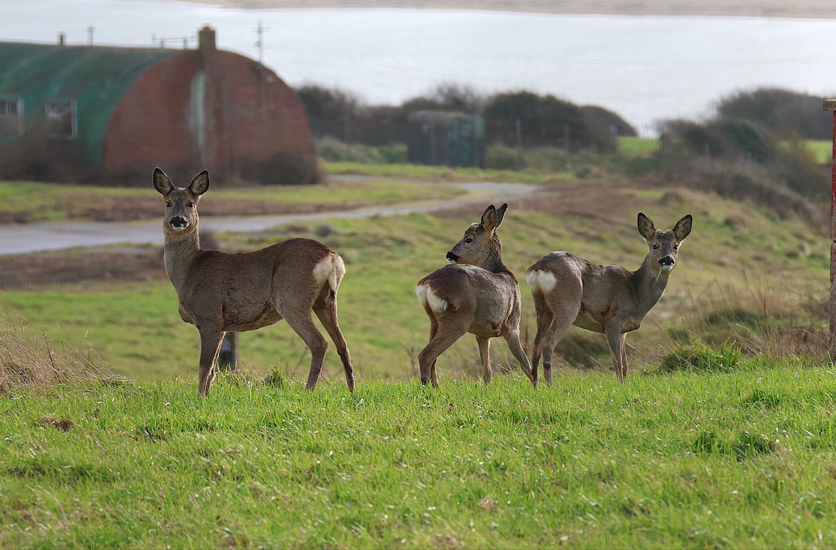 phil cheeseman tweet media