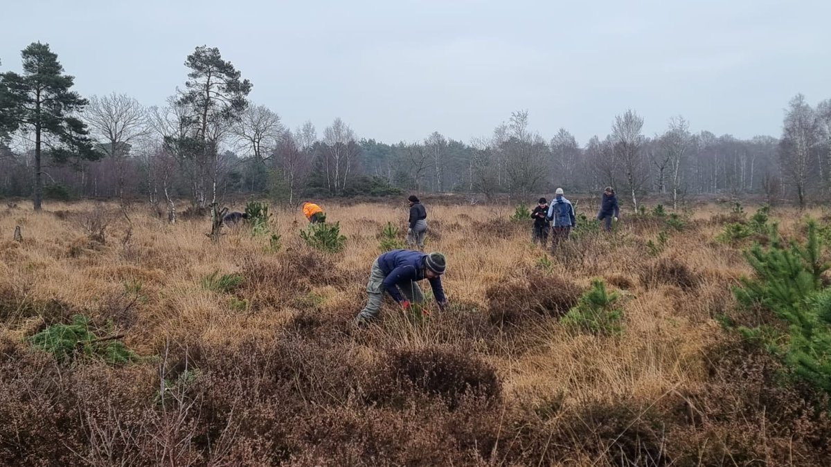 LDV_NNR's tweet photo. Earlier in the week our team were busy carrying on with our heathland management work on #SkipwithCommon NNR, this time supported by staff from FPCR Ecology - with time also spent looking for and finding evidence of Water Voles. https://t.co/xRvbjlHY93