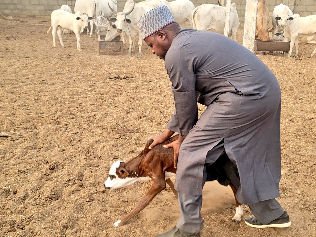 SasDantata's tweet photo. It turns out that catching and holding a 1-day-old calf can be a bit tricky! 🤣

Introducing our latest baby girl at @AsadaFoods! https://t.co/NxJGojLIlO