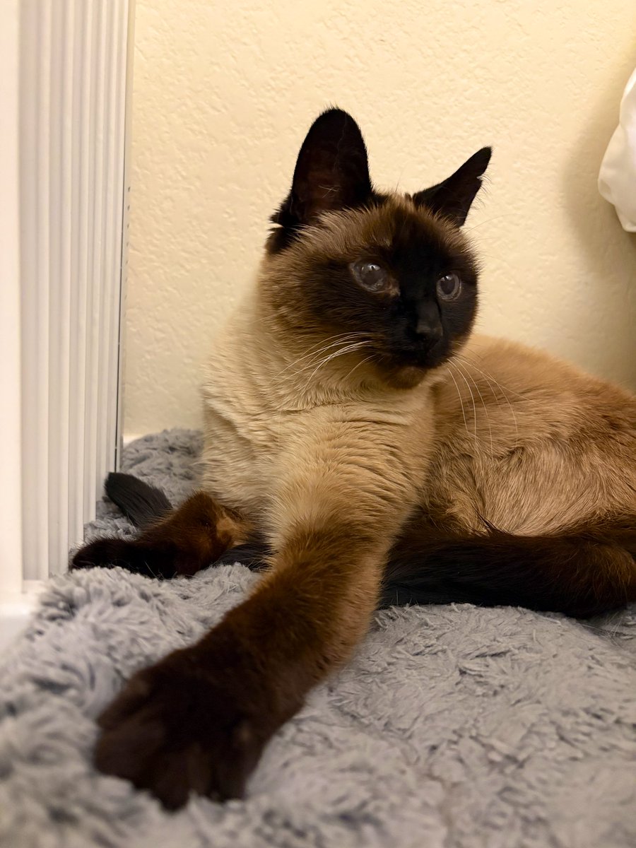 しんコロ/しゃべるねこ、しおちゃん (@theoshio) / Posts / X